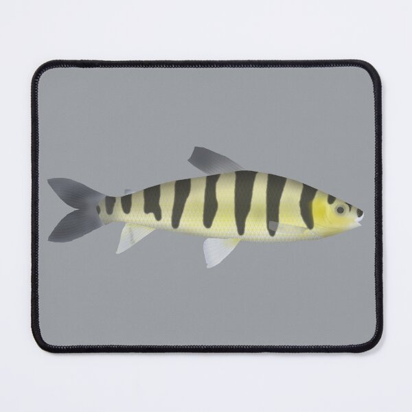 Item preview, Banded Leporinus designed and sold by fishfolkart.