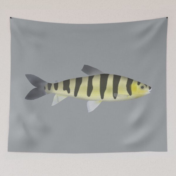 Item preview, Banded Leporinus designed and sold by fishfolkart.
