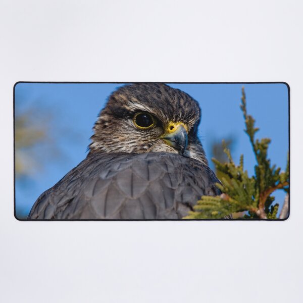 Item preview, Merlin Falcon designed and sold by Michael Cummings.