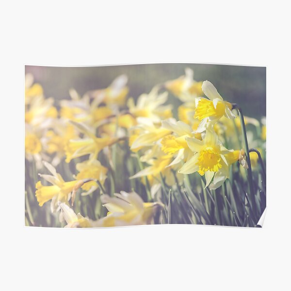 Daffodil storm Poster