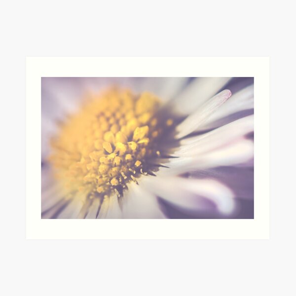 Daisy up close I Art Print