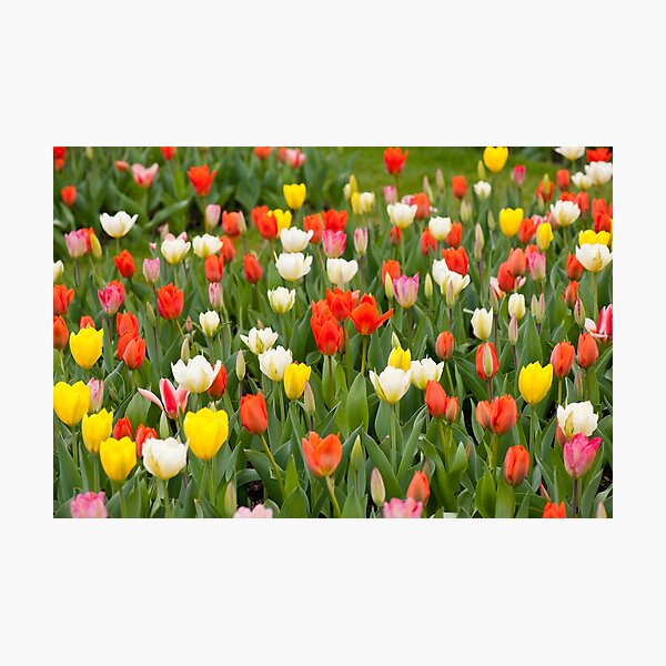 Item preview, Tulips mix grow in garden designed and sold by Arletta Cwalina.