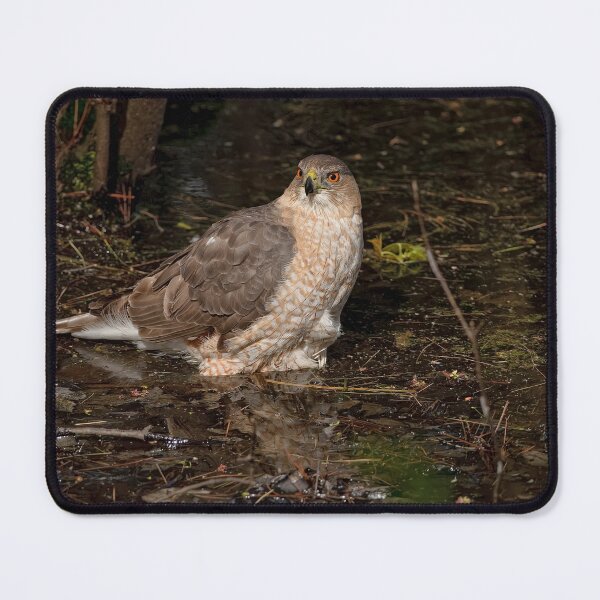 Item preview, Coopers Hawk designed and sold by Michael Cummings.