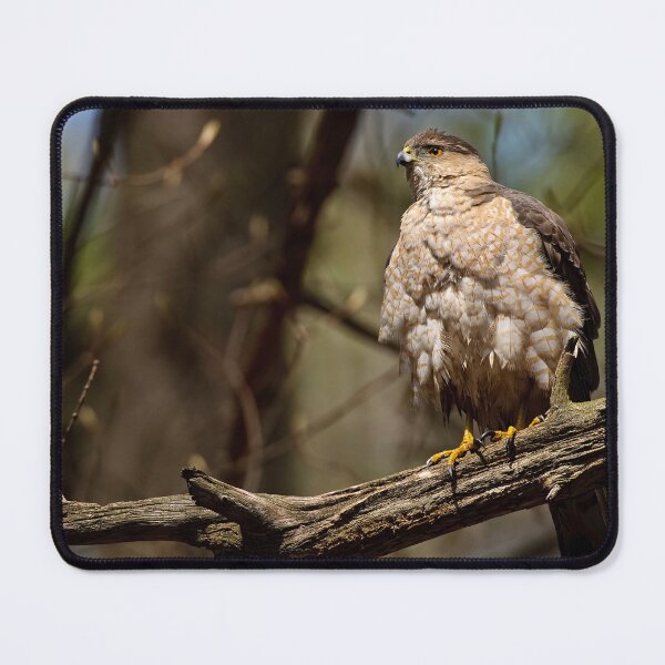 Item preview, Coopers Hawk designed and sold by Michael Cummings.