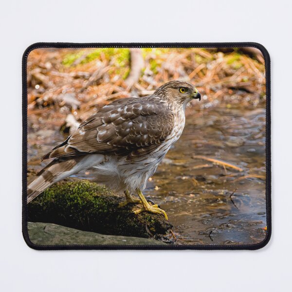 Item preview, Coopers Hawk designed and sold by Michael Cummings.