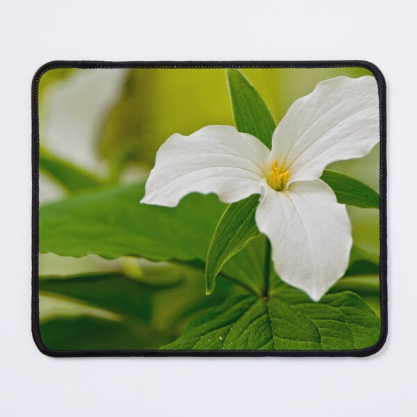 Item preview, White Trilliums designed and sold by Michael Cummings.