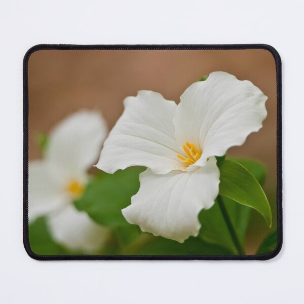 Item preview, White Trilliums designed and sold by Michael Cummings.