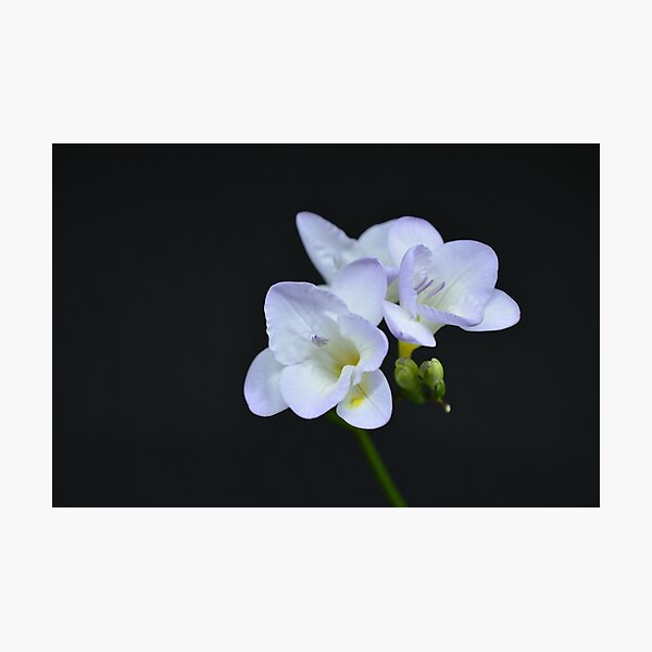 Freesias Photographic Print