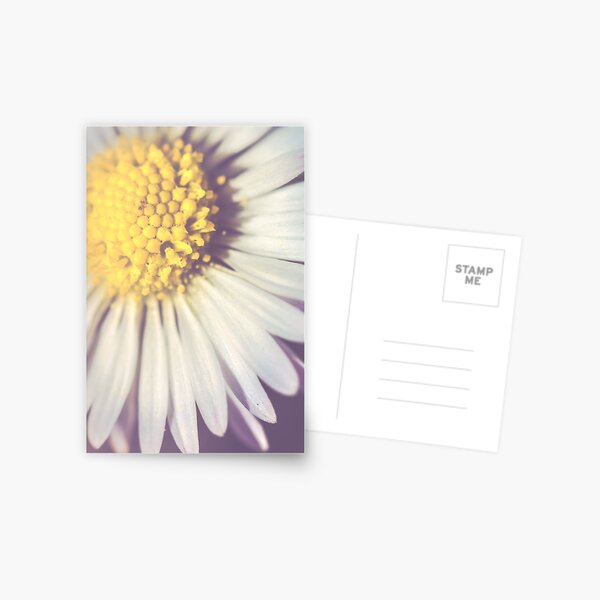 Daisy petals Postcard