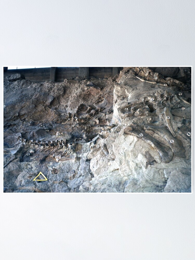 "Vintage Dinosaur National Monument" Poster for Sale by BGPickers