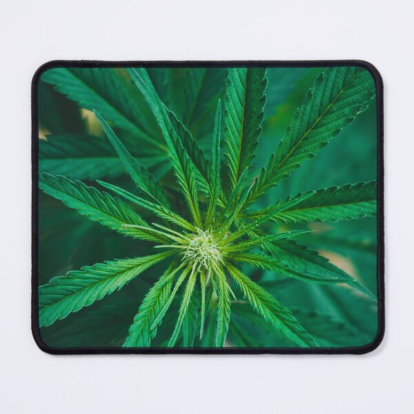 Item preview, Ganja designed and sold by Жека Чаговец.