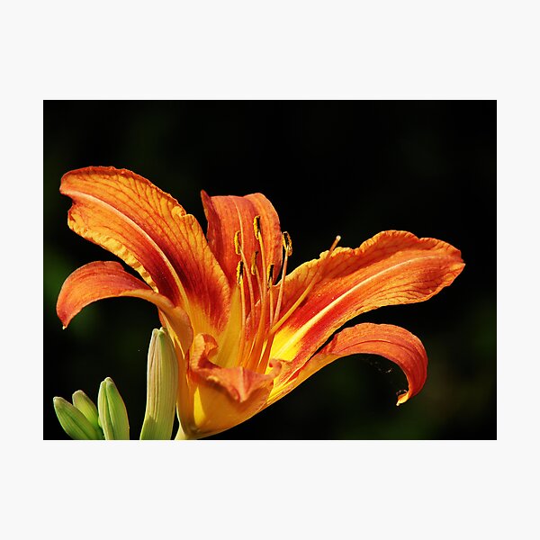 Item preview, The Lilium designed and sold by VasiliiRussia.