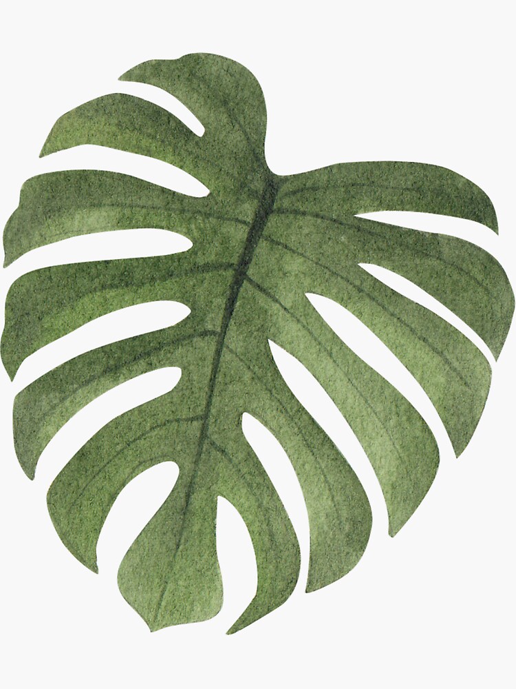 "Monstera Monkey Leaf Plant Leaf Watercolour " Sticker for Sale by