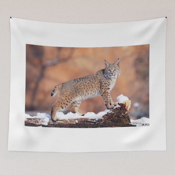 Item preview, Bobcat Standing on a Log in Winter, Utah designed and sold by ScienceSource.