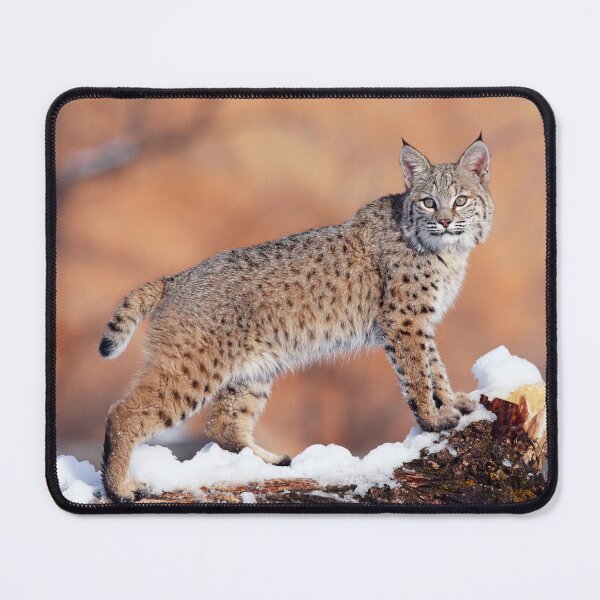Item preview, Bobcat Standing on a Log in Winter, Utah designed and sold by ScienceSource.