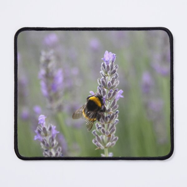 Item preview, Bumblebee On Lavender Close Up Photograph designed and sold by taiche.
