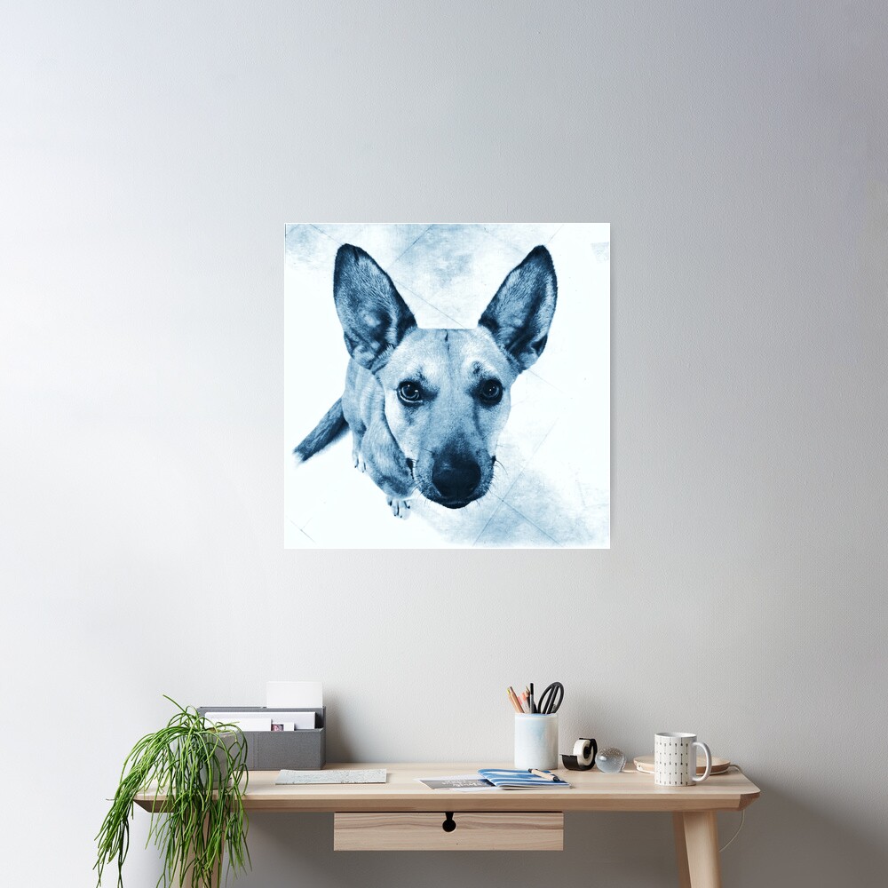 Carolina Dog Blue Pup - American Dingo Poster