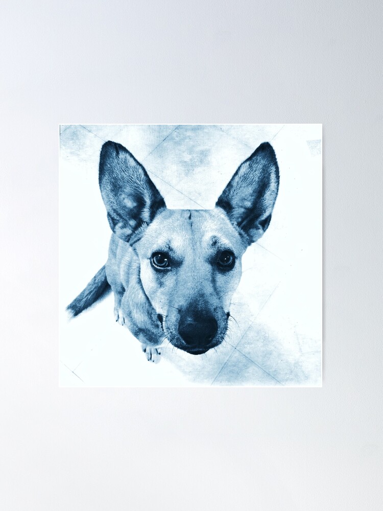 Alternate view of Carolina Dog Blue Pup - American Dingo Poster