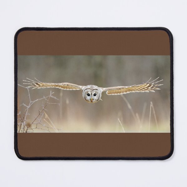 Item preview, Barred Owl in Flight, Bird Flying, Autumn Field designed and sold by ScienceSource.