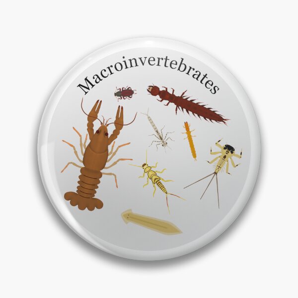 Item preview, Macroinvertebrates designed and sold by Biology Simulations.
