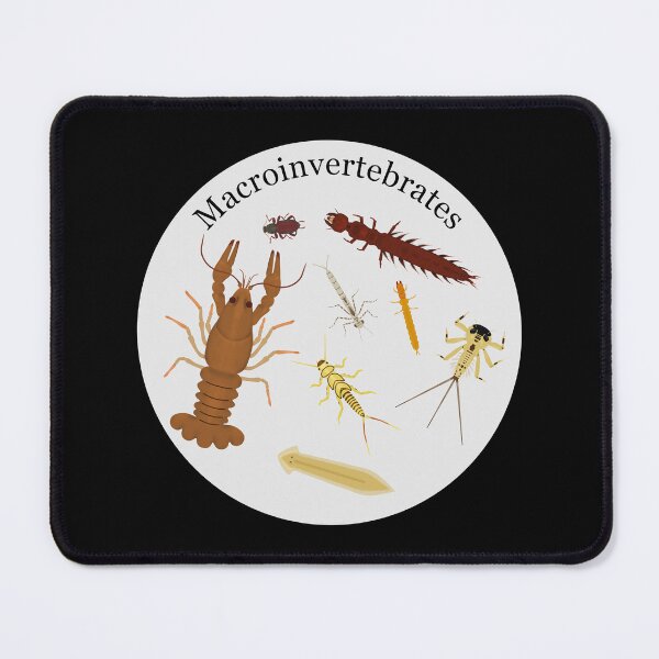 Item preview, Macroinvertebrates designed and sold by Biology Simulations.