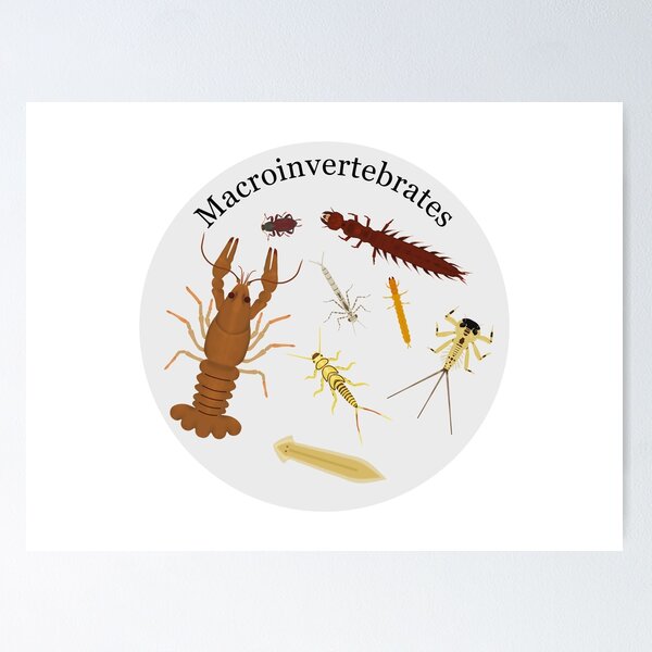 Macroinvertebrates Poster