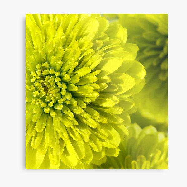 Chartreuse Metal Print