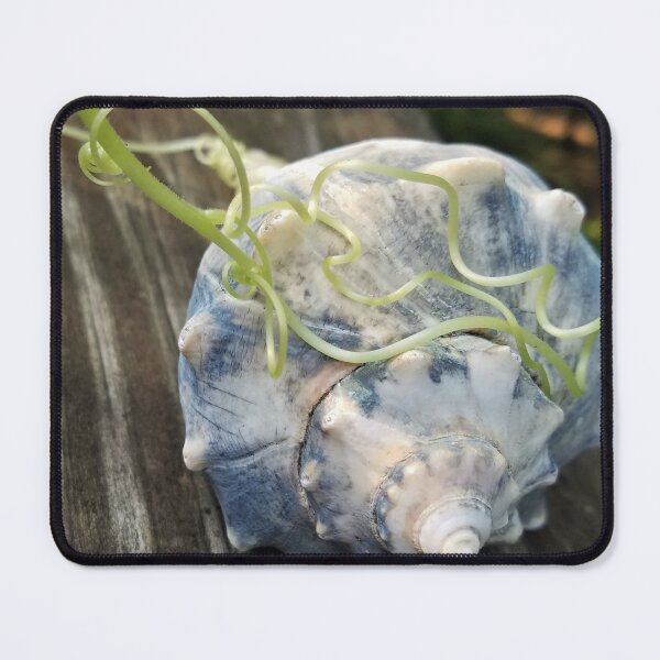 Item preview, Squash Vine Finds Whelk Shell designed and sold by MooseDogPhotos.