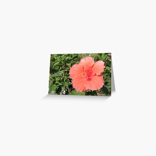 THE HABISCUS Greeting Card