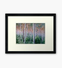 Sunrise Spotted Gum Forest Mystery Bay Framed Print