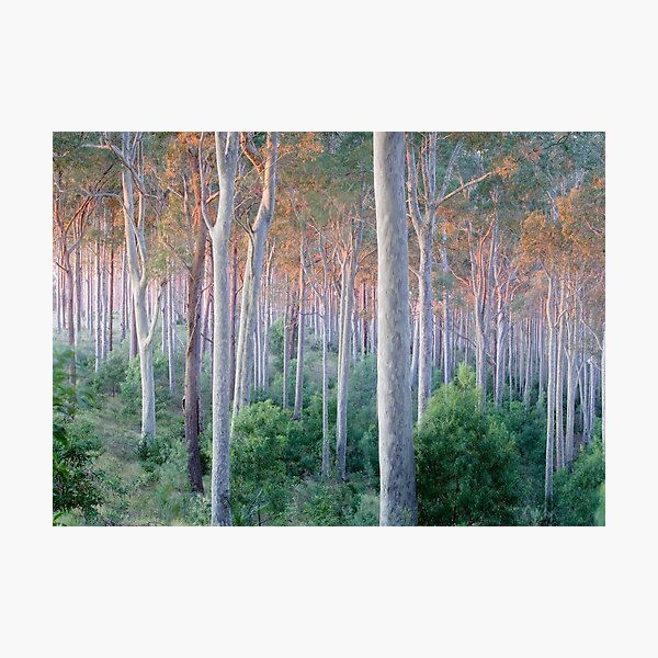 Item preview, Sunrise Spotted Gum Forest Mystery Bay designed and sold by Brett Thompson.