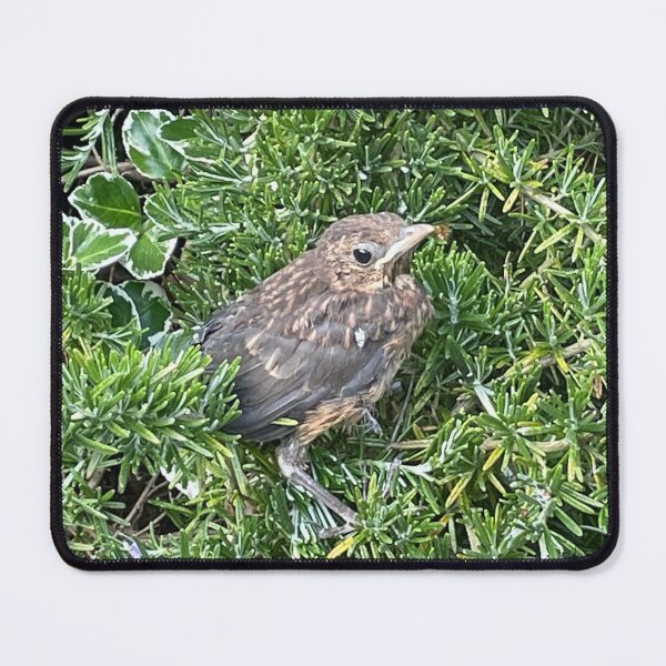Item preview, Blackbird Baby Bird  designed and sold by RoseArtUK.