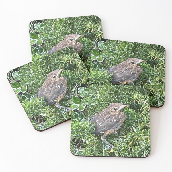 Item preview, Blackbird Baby Bird  designed and sold by RoseArtUK.