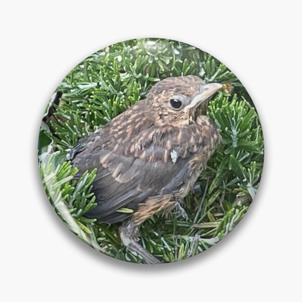 Item preview, Blackbird Baby Bird  designed and sold by RoseArtUK.