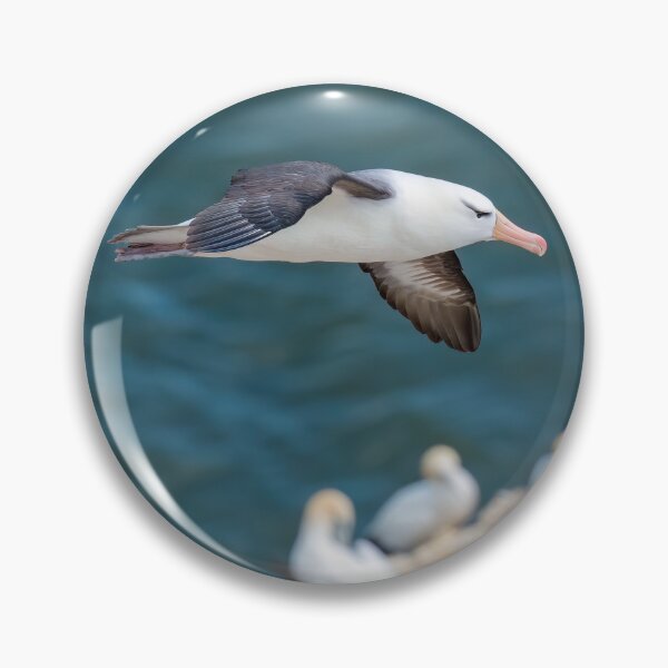 Item preview, BLACK-BROWED ALBATROSS designed and sold by Steve Liptrot Photography.