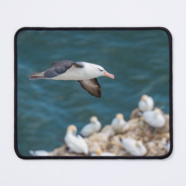 Item preview, BLACK-BROWED ALBATROSS designed and sold by Steve Liptrot Photography.