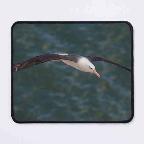 Item preview, BLACK-BROWED ALBATROSS designed and sold by Steve Liptrot Photography.
