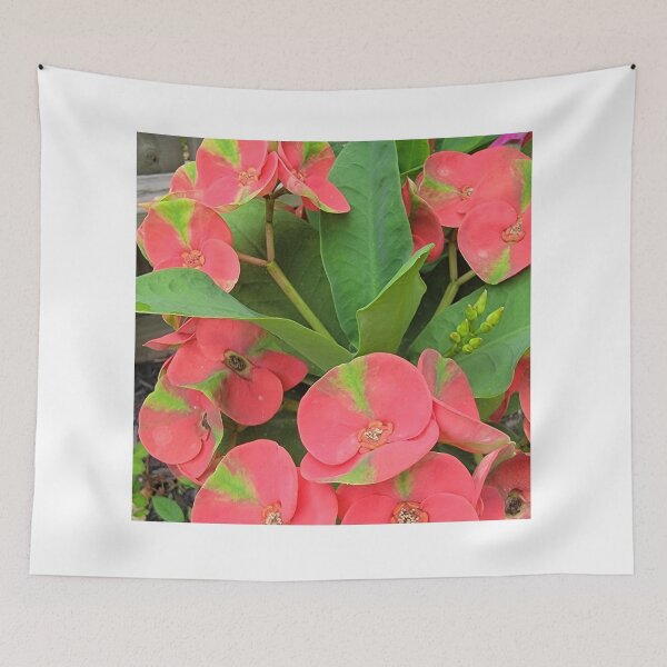 Item preview, Red and green Crown of thorns. designed and sold by imyournightmare.