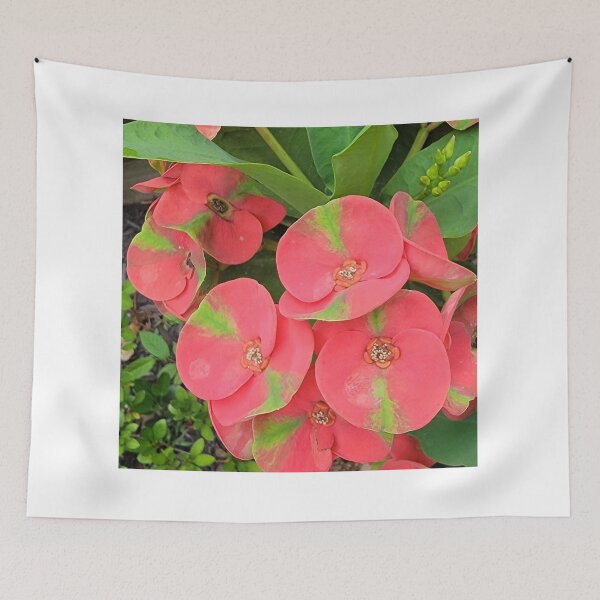 Item preview, Red and green Crown of thorns plant. designed and sold by imyournightmare.