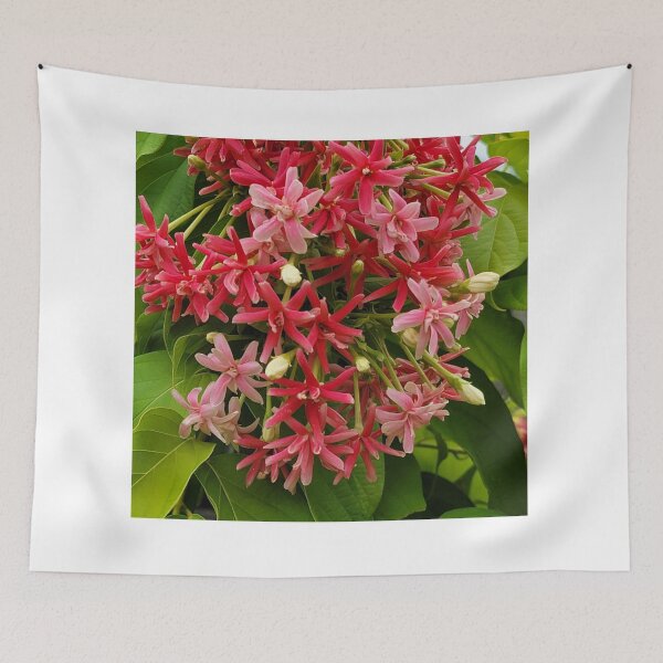 Artikelvorschau, Rosa Rangun-Kriechpflanze-Sommerblumen. Combretum Indicum-Pflanze. entworfen und verkauft von imyournightmare.