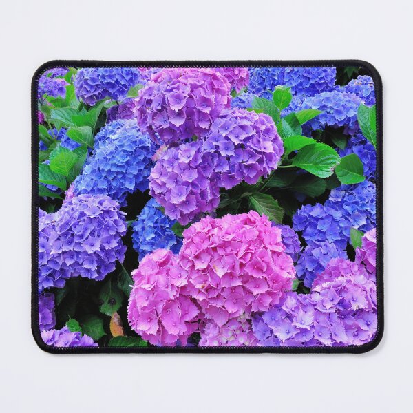Item preview, Beautiful Pink & Purple Hydrangeas Blooming designed and sold by newburyboutique.