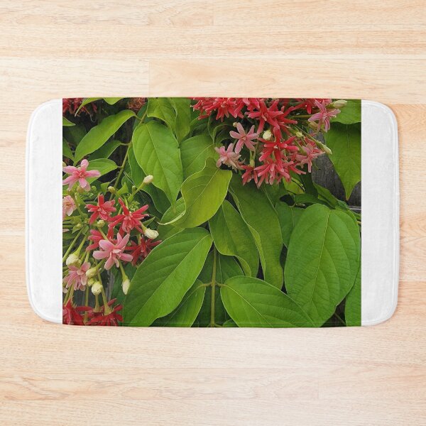 Item preview, Pink summer Rangoon creeper flowers. Combretum Indicum plant. designed and sold by imyournightmare.