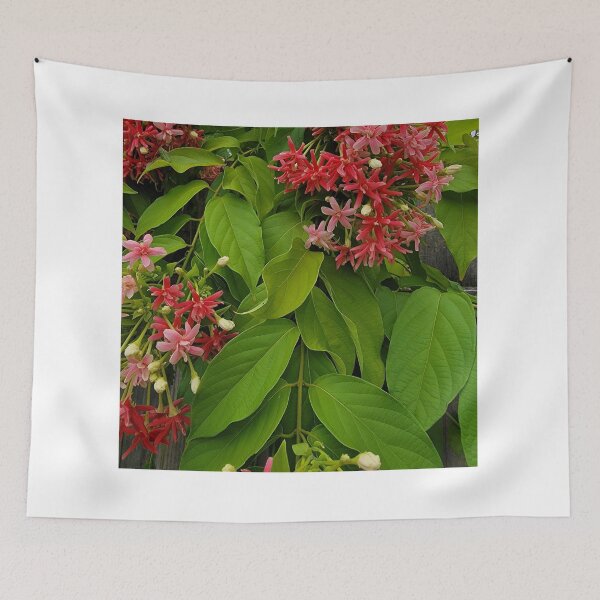 Artikelvorschau, Rosa Rangun-Kriechpflanze-Sommerblumen. Combretum Indicum-Pflanze. entworfen und verkauft von imyournightmare.