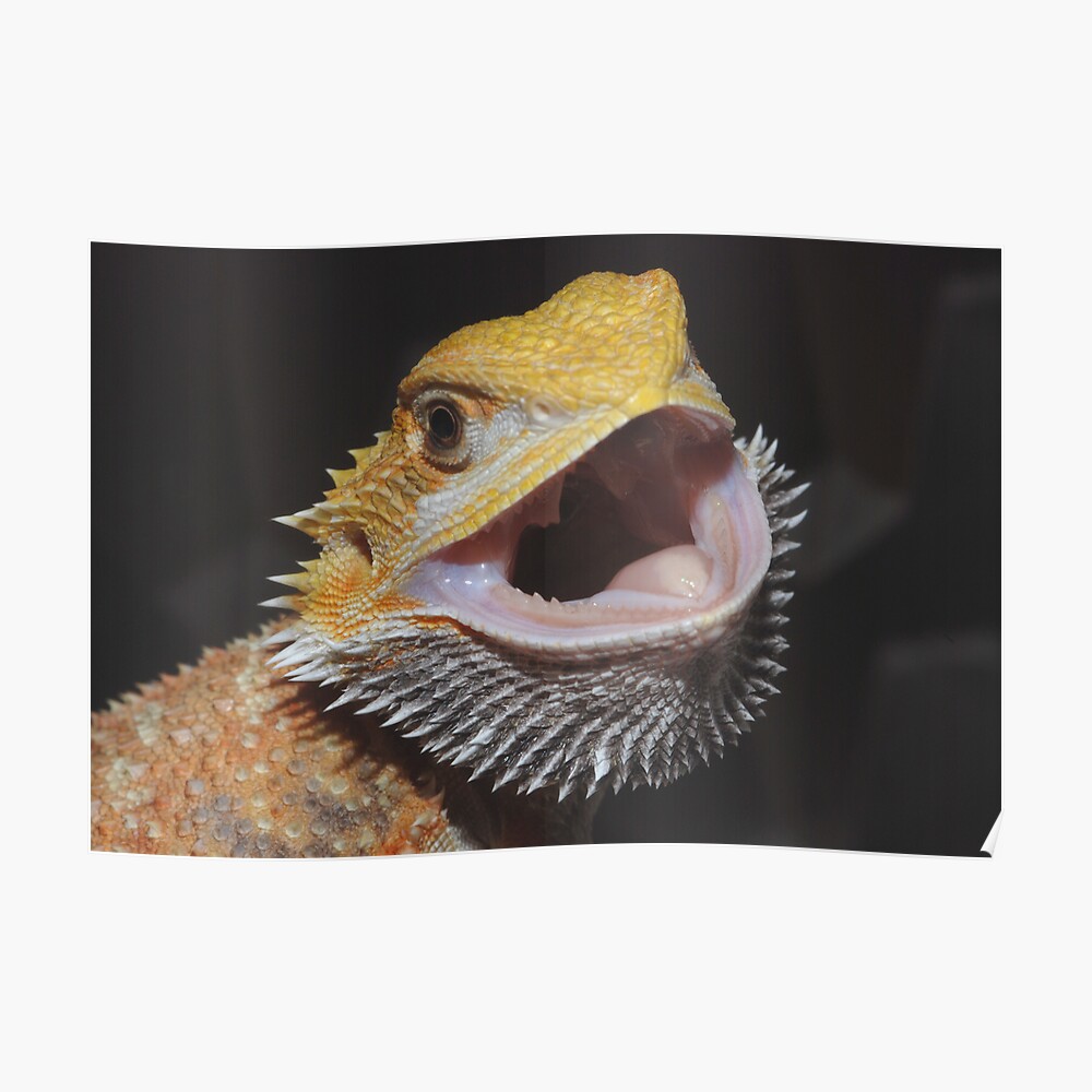 "Bearded Dragon Gaping" Poster by ManVsPillow | Redbubble