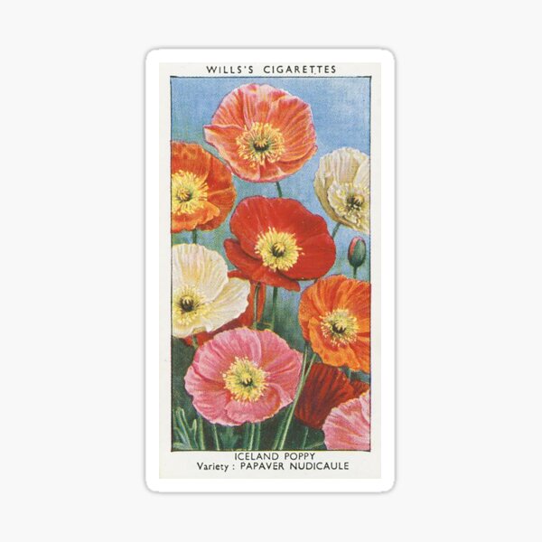 Item preview, Iceland poppy Flower designed and sold by metaurus.