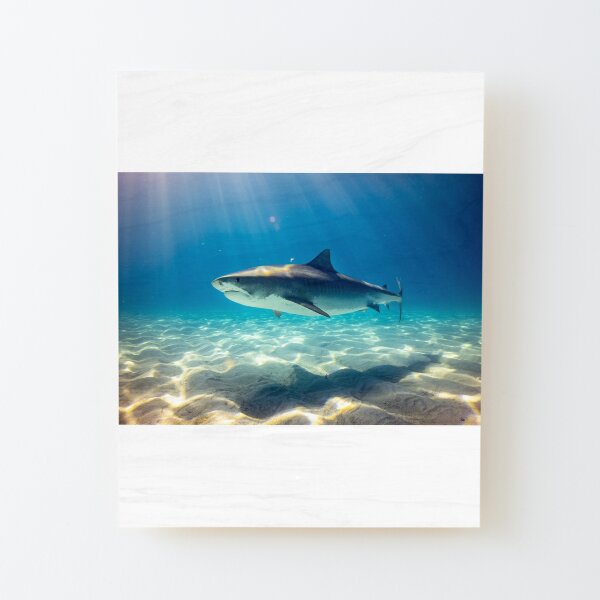 Sharks Floating in Clouds Fin Fantasy Shark Posters for Walls Shark Pictures Cool Great White Shark Picture Great White Shark Art Great White Shark Ja