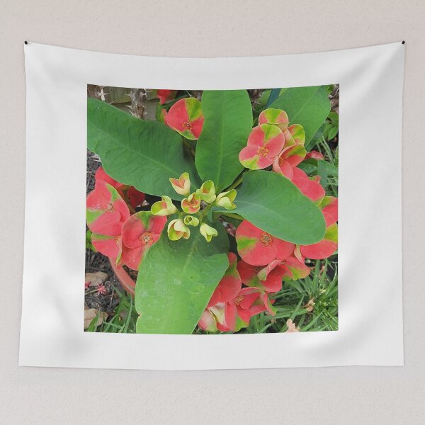 Item preview, Red and green Crown of thorns plant. designed and sold by imyournightmare.