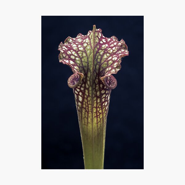Up close (Sarracenia sp.) Photographic Print