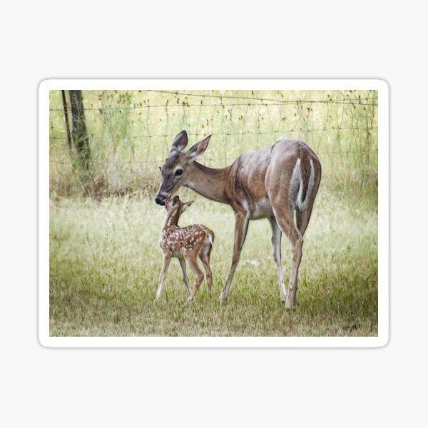 Item preview, New Born Fawn designed and sold by Penny Odom.