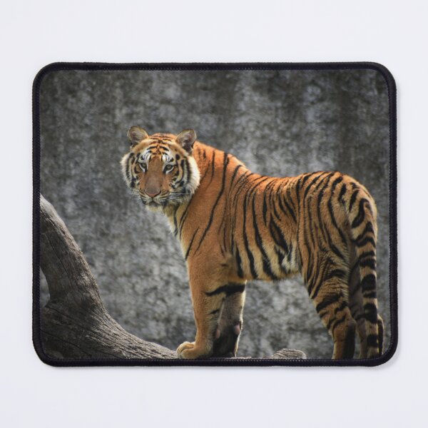 Item preview, Wild Tiger designed and sold by newburyboutique.